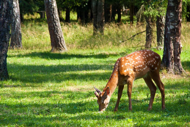 Axis Deer grazing on field