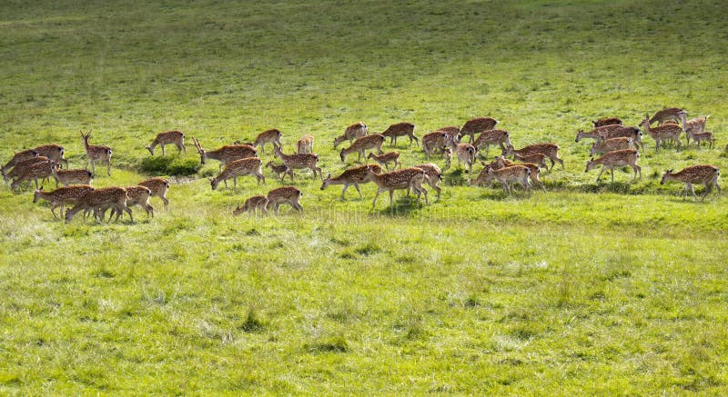 Axis deer roaming free in a large expanse of grasslands