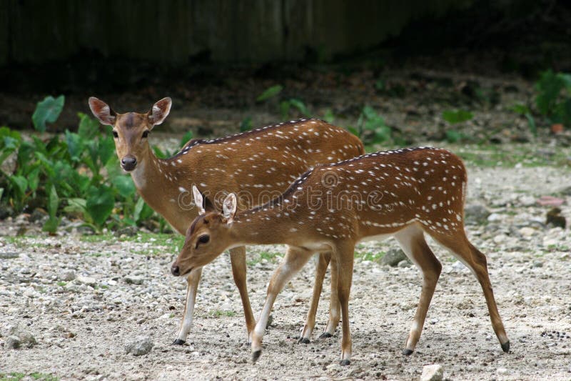 baby axis deer