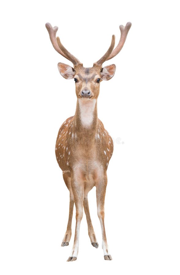 Axis deer stock photo. Image of spotted, wild, axis, orange 15571708