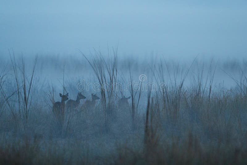 Axis deer in the nature habitat during misty morning. Deer in the magical morning fog in corbett national park. Misty mornig in India. Jim Corbett´s park. Rusa unicolor.