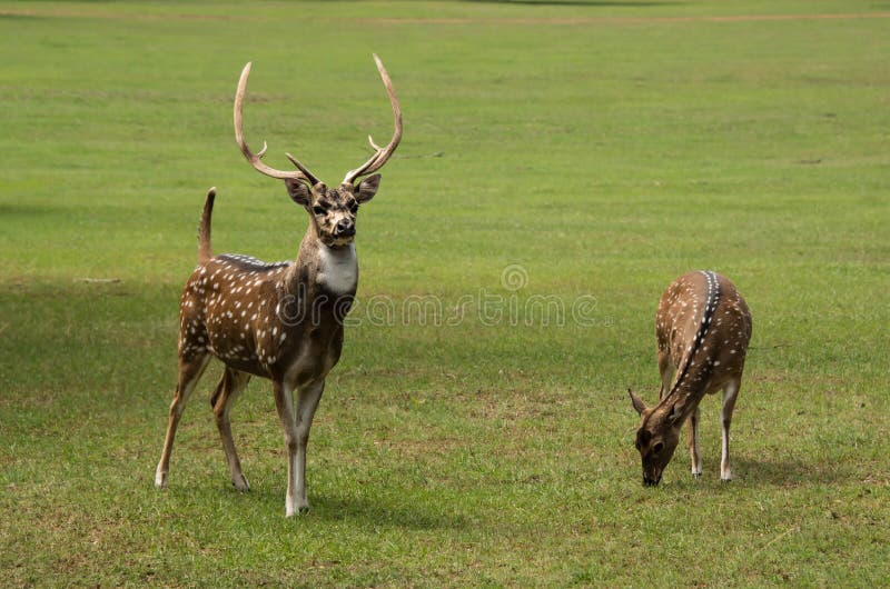 Axis deer spotted buck with huge antlers and doe grazing in green meadow