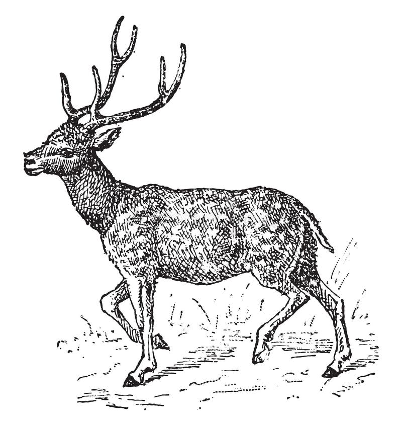 Axis deer, vintage engraved illustration. Dictionary of words and things - Larive and Fleury - 1895. Cheetal vectors