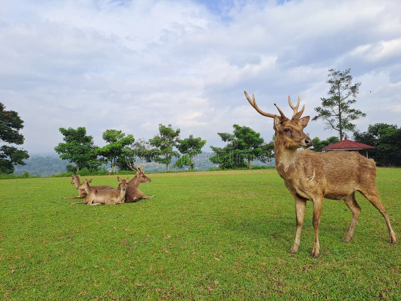 Axis Kuhlii, Bawean Deer, relax,