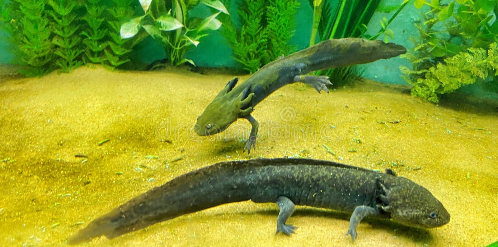 Axolotl Också Som är Som Mexicansk Salamander Arkivfoto - Bild av akvarium, husdjur: 126780182