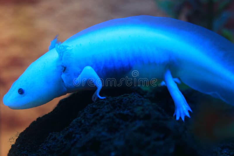 Axolotls for Sale - 10 Online Stores You Can Buy an Axolotl - Axolotl Nerd