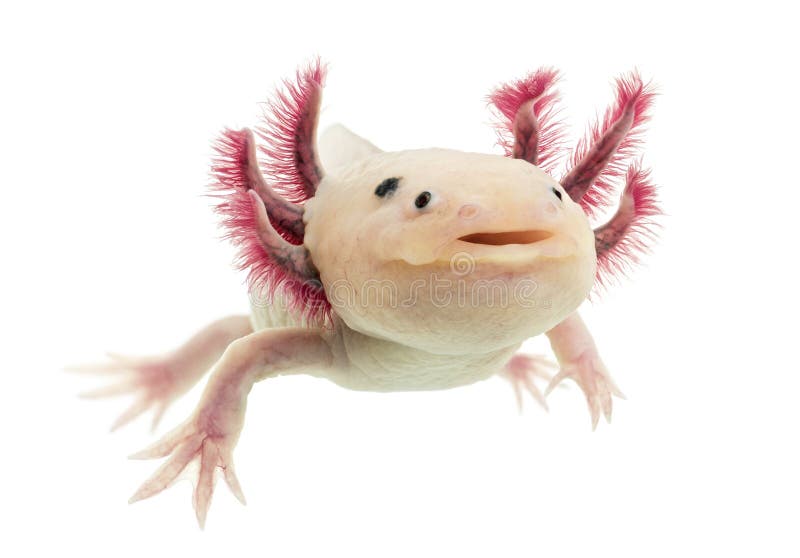 Axolotl (mexicanum do Ambystoma) imagens de stock Axolotl (mexicanum do Ambystoma) imagens de stock