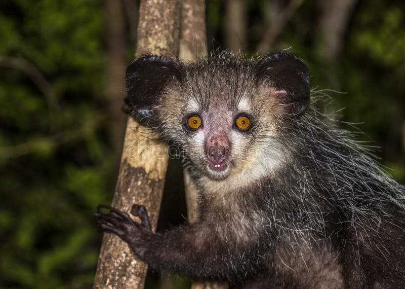 Image of Aye-aye, nocturnal lemur of Madagascar. Image of Aye-aye, nocturnal lemur of Madagascar