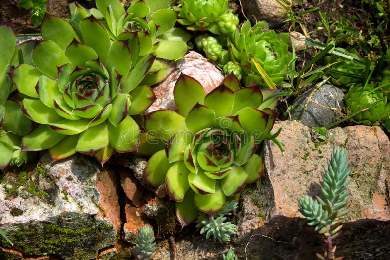 Aye-verde u houseleek Sempervivum en un jardín de piedras imágenes de archivo libres de regalías Aye-verde u houseleek Sempervivum en un jardín de piedras imágenes de archivo libres de regalías
