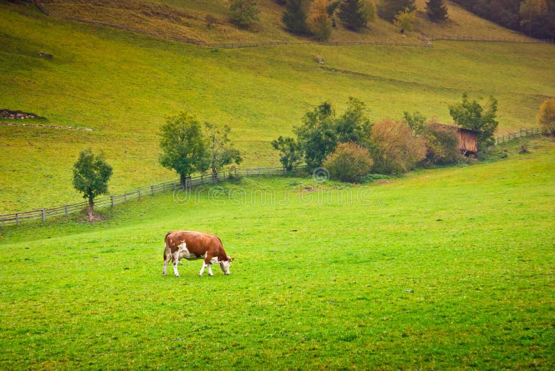 Ayrshire cow in a pasture in Valle Aurina, Brunico, Trentino Alto Adige, Italy