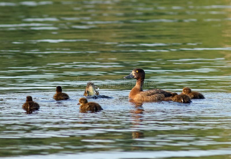 Aythya fuligula Kaczka z kaczątkami unosi się na jeziorze ignam