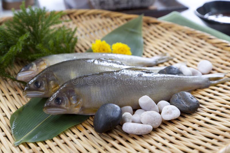 Ayu fish royalty free stock photography