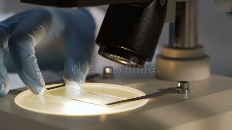 Ayudante de laboratorio que quita la diapositiva de la etapa de microscopio, acabando estudiando el material