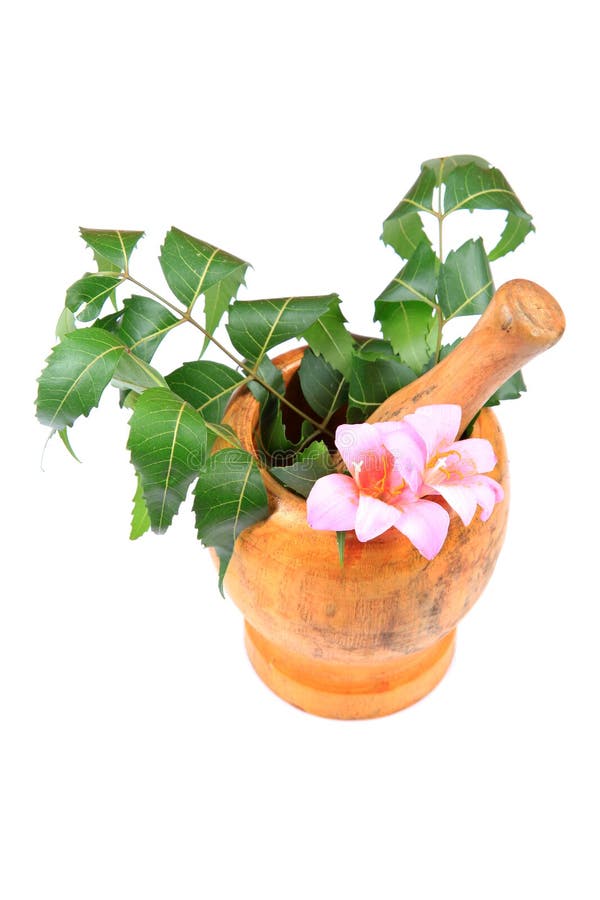 Ayurveda stock image. Image of mint, natural, basil, white 28306679