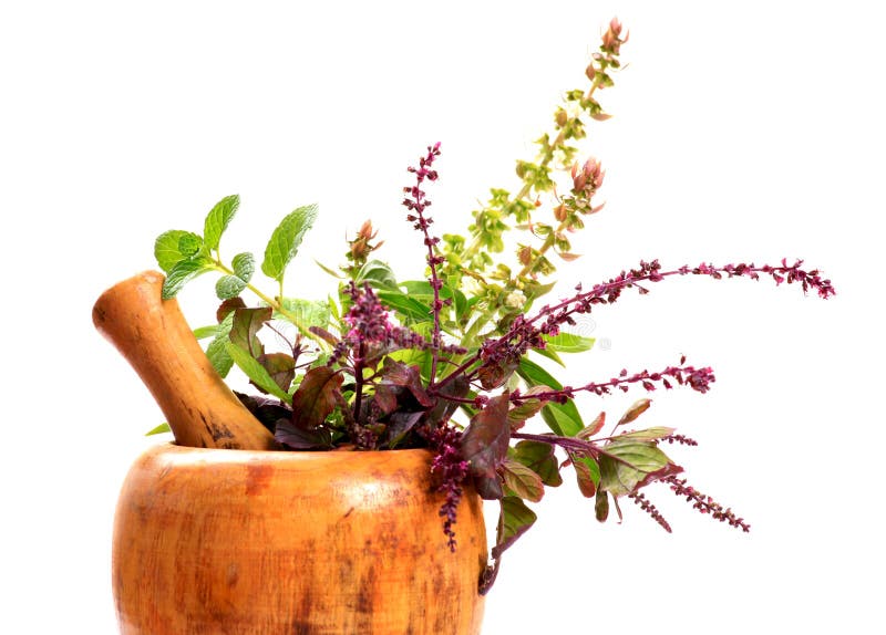 Ayurveda plants stock image. Image of treatment, ayurveda 28306735