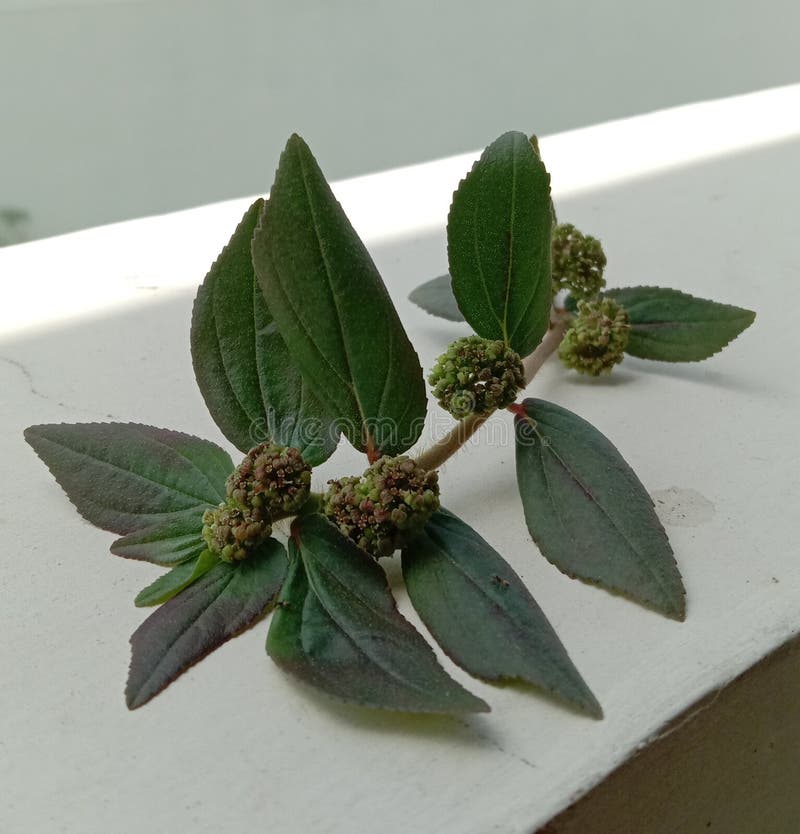 Ayurvedic herb Euphorbia thymifolia Linn or Euphorbia hirta or chhoti dudhi leaves and flower.
