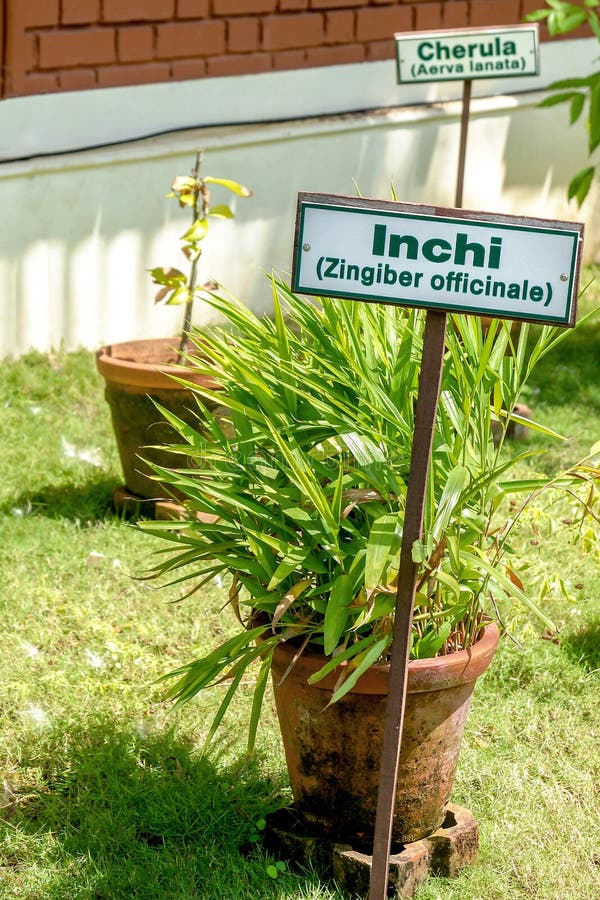 2,355 Ayurvedic Herb Garden Stock Photos Free & RoyaltyFree Stock