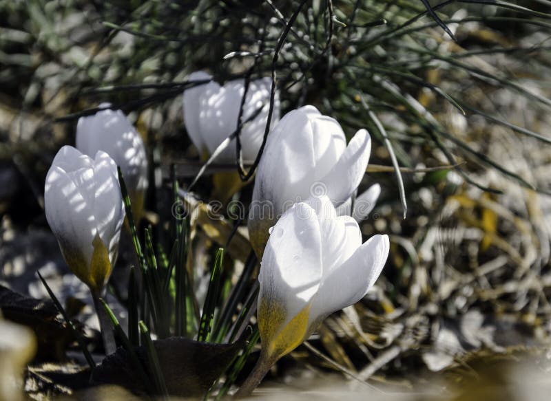 Azafranes blancas en primavera temprana debajo de un pino joven fotos de archivo Azafranes blancas en primavera temprana debajo de un pino joven fotos de archivo