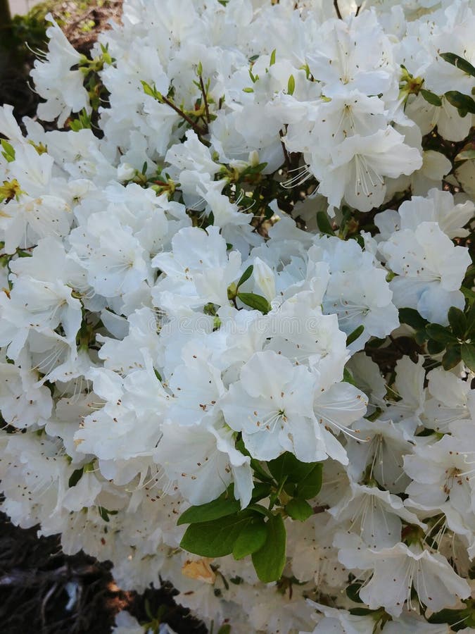 Azalea Blossoms blanche sur le buisson photographie stock Azalea Blossoms blanche sur le buisson photographie stock