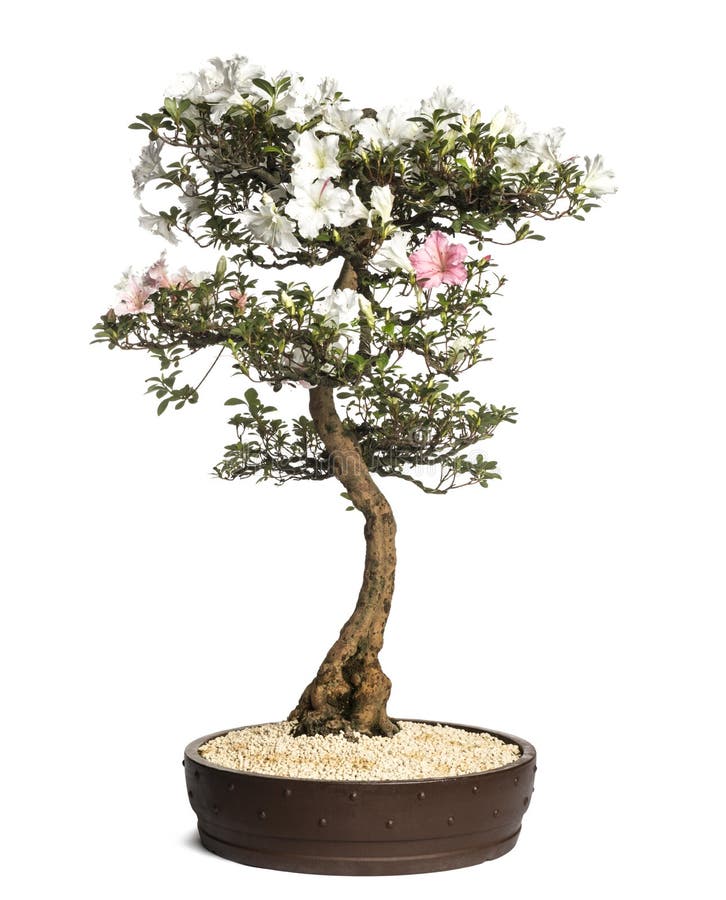 Azalea bonsai in bloom stock photo. Image of purple, bonsai 3459620