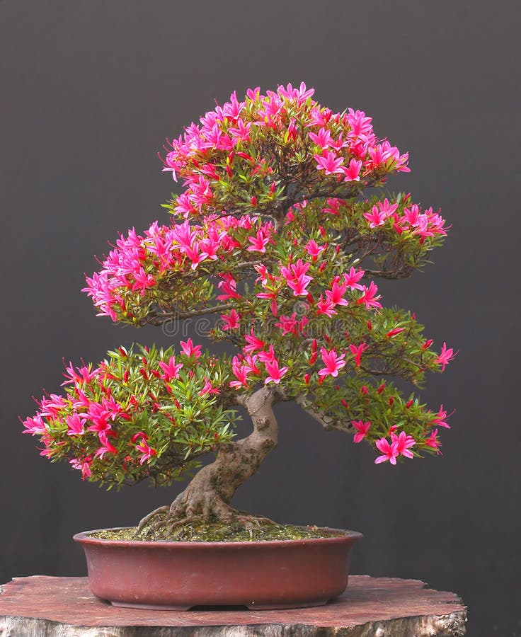 Azalea bonsai in bloom stock photo. Image of purple, bonsai 3459620