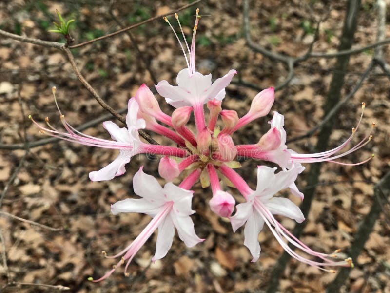 Azalea &#x28 de Alabama; Rododendro alabamense)