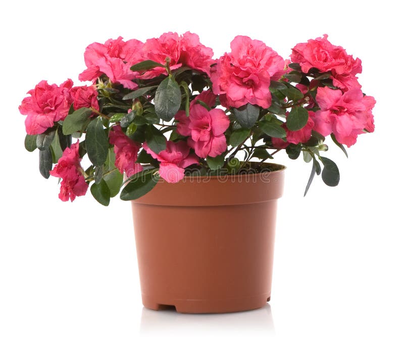 Azalea flower pot flowers