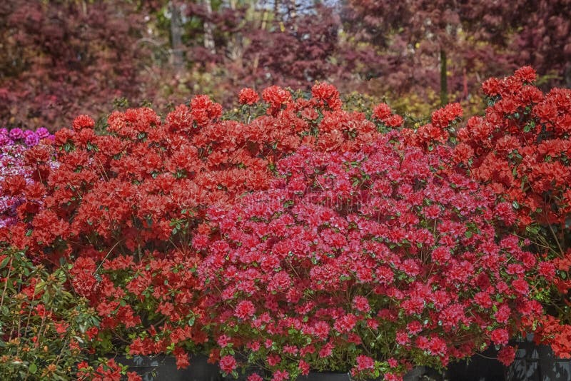 Azalea Flowering Bush. Regal Red Blossoms Against Attractive Evergreen