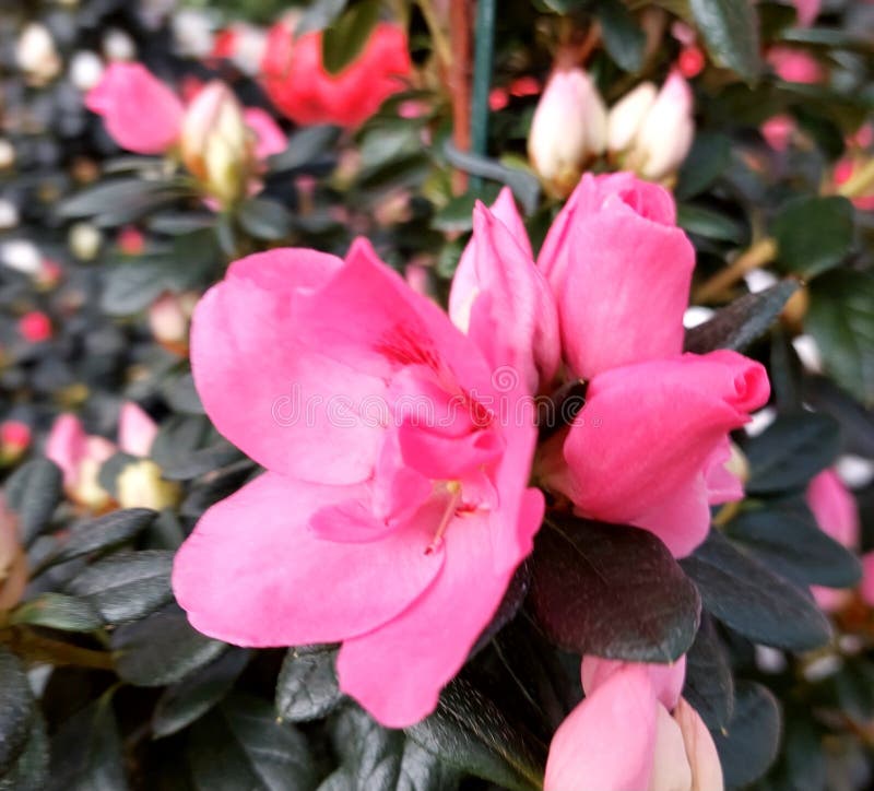 Azalea flowering gren i familjen Theaceae royaltyfri foto