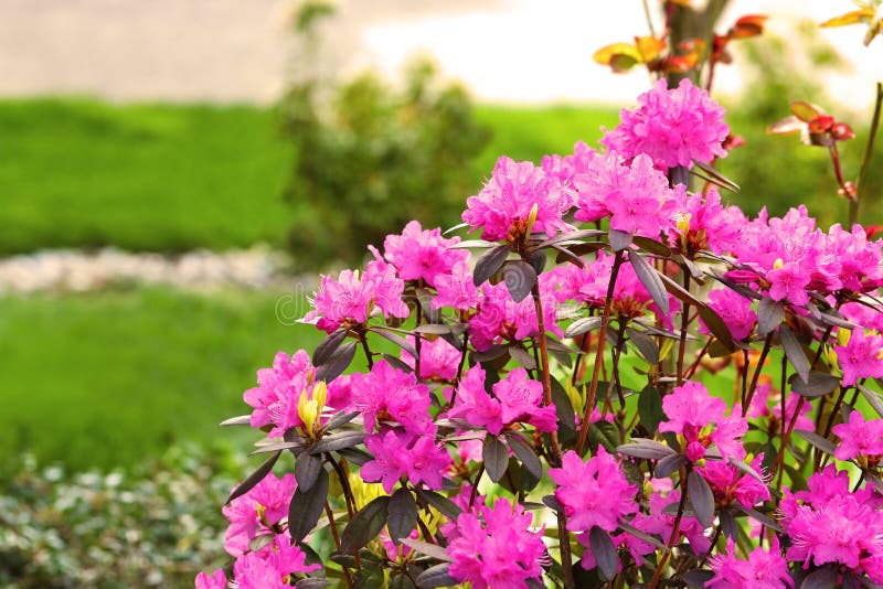 Azalea, flowering shrubs member of the genus Rhododendron flower