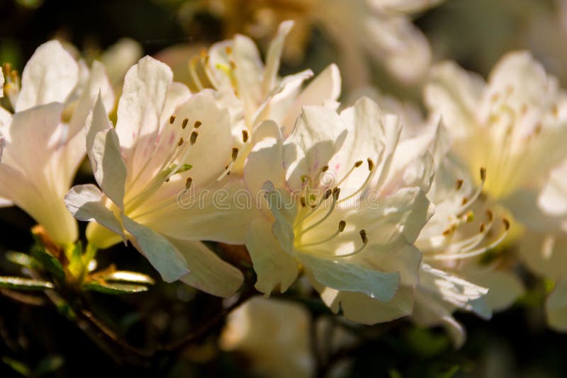 Azalea Flowers blanca fotos de archivo libres de regalías Azalea Flowers blanca fotos de archivo libres de regalías