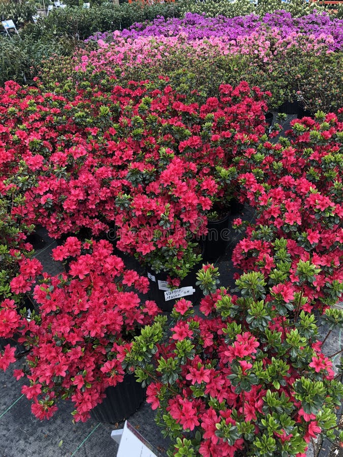Azaleas Brightly Colored Dark Pink Flowers - Royalty Garden. Beautiful And Majestic Plant On