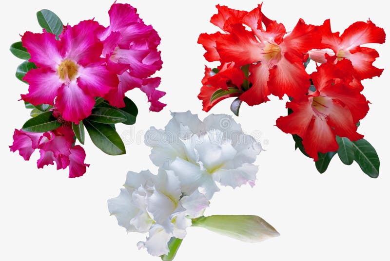 Azalea flowers isolated on white background stock images Azalea flowers isolated on white background stock images