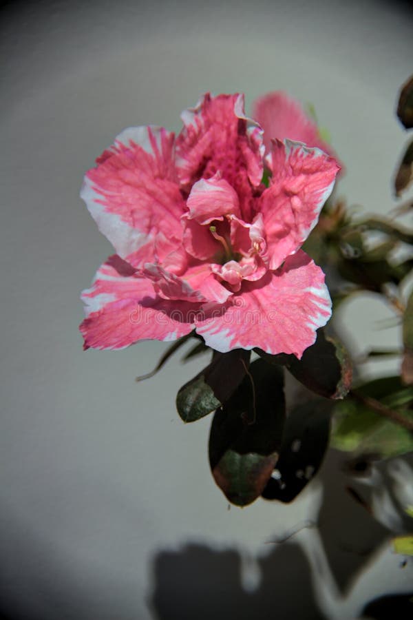 Azalea Indica Rosa E Branca Em Flor Num Fundo Branco Foto de Stock - Imagem  de floresta, azaléia: 214687160