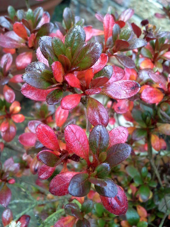 Azalea Con Hojas Rojas En Otoño Las Primeras Heladas, El Clima Frío Invierno  Temprano Concepto De Otoño Imagen de archivo - Imagen de maduro, cubierto:  199949019