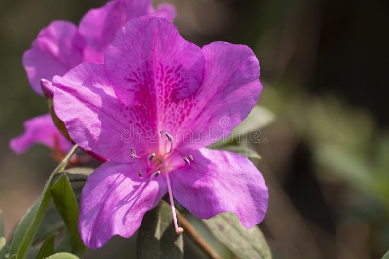 Azalea med lilac bloom arkivfoton