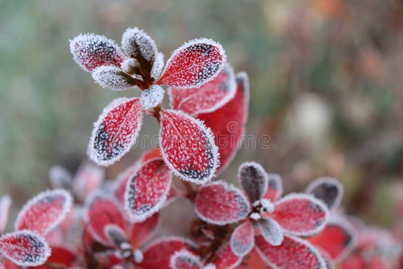 Azalea mit roten Blättern gefroren Die ersten Frost-, Kälte-, Gefrierwasser-, Frost- und Heifrost-Macro-Schüsse frühzeitig