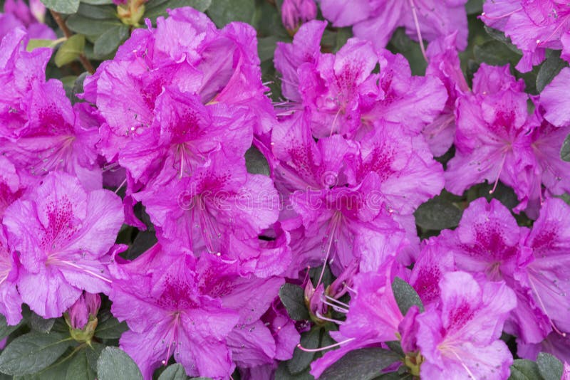 Azalea Real Flor Violeta Color Radiante. Azaleas Moradas En Flor En El  Jardín De Invierno. Imagen De Primer Plano Horizontal De Imagen de archivo  - Imagen de planta, brillante: 174830135