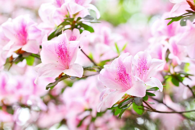 The blooming Pink Azalea Rhododendron in spring