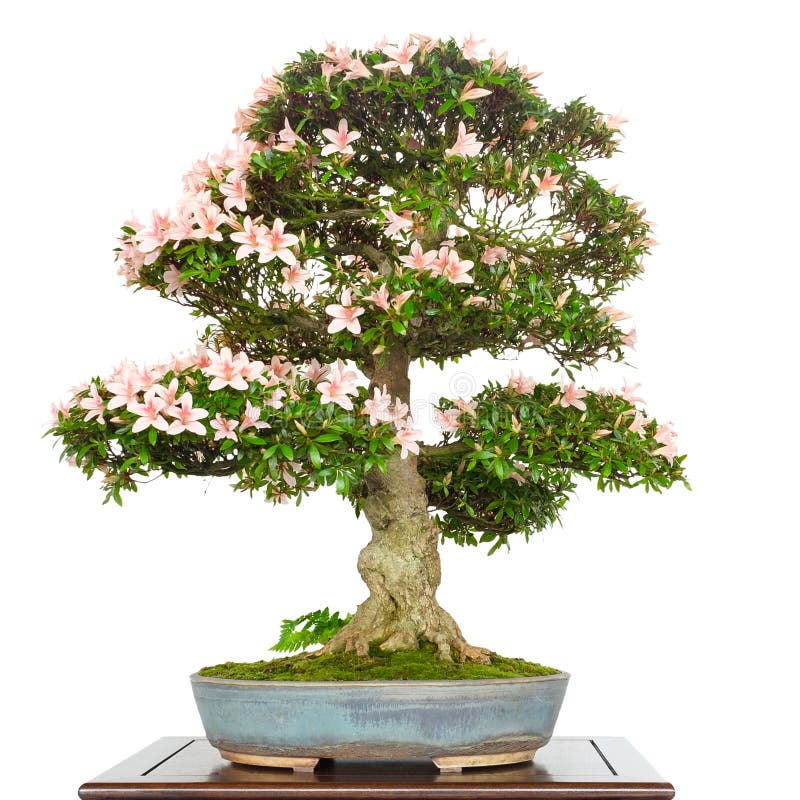Azalea Rhododendron som bonsaiträd med rosa blommor royaltyfri foto Azalea Rhododendron som bonsaiträd med rosa blommor royaltyfri foto