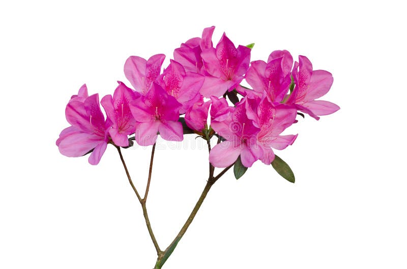 Azalea rosa immagine stock Azalea rosa immagine stock