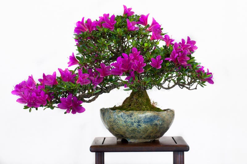 Azalea tree as bonsai tree stock photo. Image of tree - 19595980