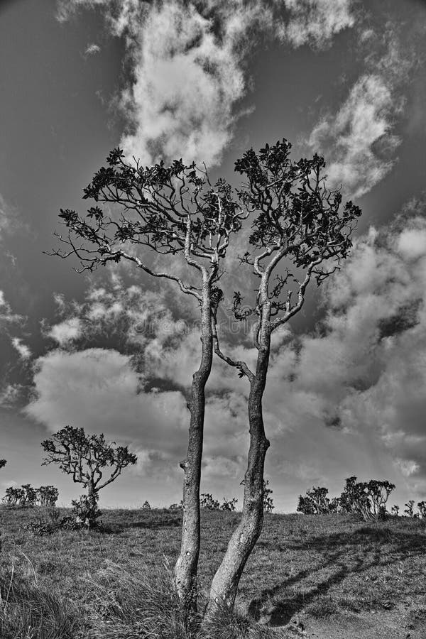 azalea tree s tall horton plain srilanka 75116654