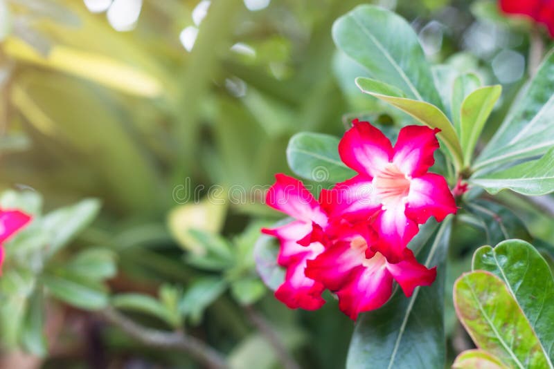 Härliga azaleablommor är blommande för bakgrund