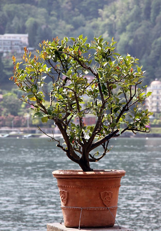 A Non-flowering Azalea Bush in a Historic Decorative Pot Stock Photo -  Image of bush, continental: 210217850