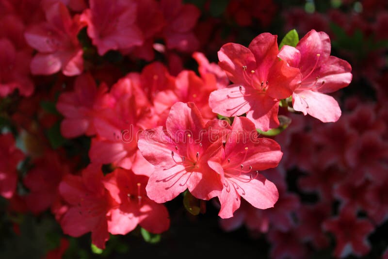 Azaleas De Color Naranja Brillantes Foto de archivo - Imagen de pueda,  planta: 93278934