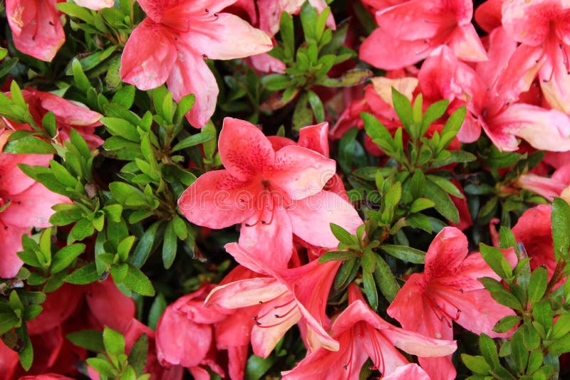 Azaleas De Color Naranja Brillantes En La Plena Floraci?n Imagen de archivo  - Imagen de paisaje, perenne: 150545927