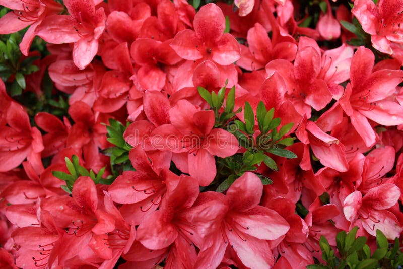 Azaleas De Color Naranja Brillantes En La Plena Floraci?n Foto de archivo -  Imagen de belleza, perenne: 150545948