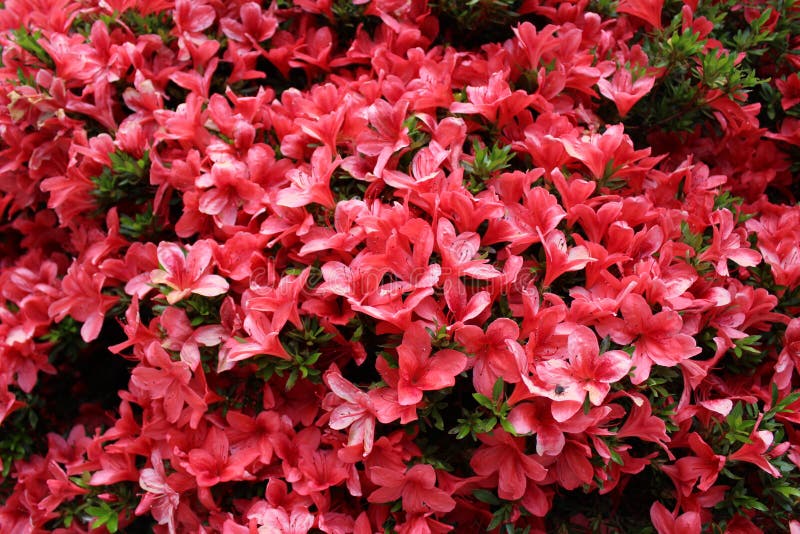 Azaleas De Color Naranja Brillantes En La Plena Floraci?n Imagen de archivo  - Imagen de brote, racimo: 150545969