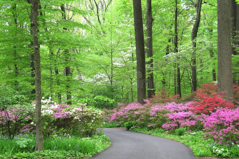 Dogwood Trees Azaleas Stock Photos - Free & Royalty-Free Stock Photos from Dreamstime